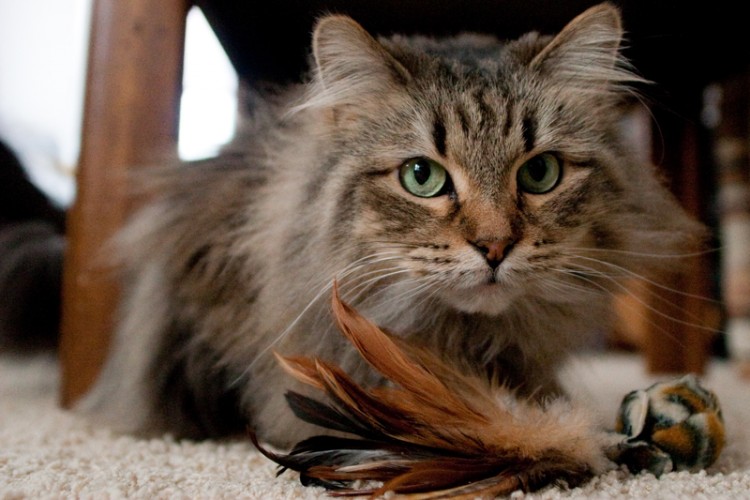 How to Painlessly Get Mats Out of Cat Fur