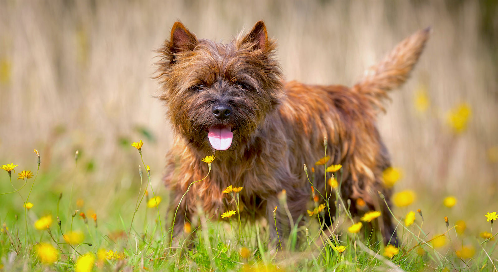 Top 10 Dog Breed Companions for Single Women