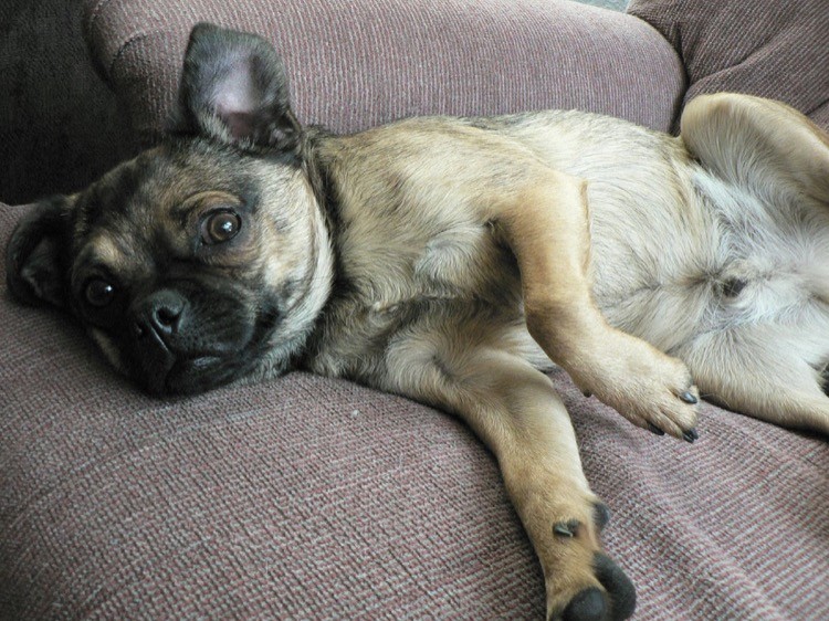 Dealing With Cheyletiella Mites on Your Pet Petful