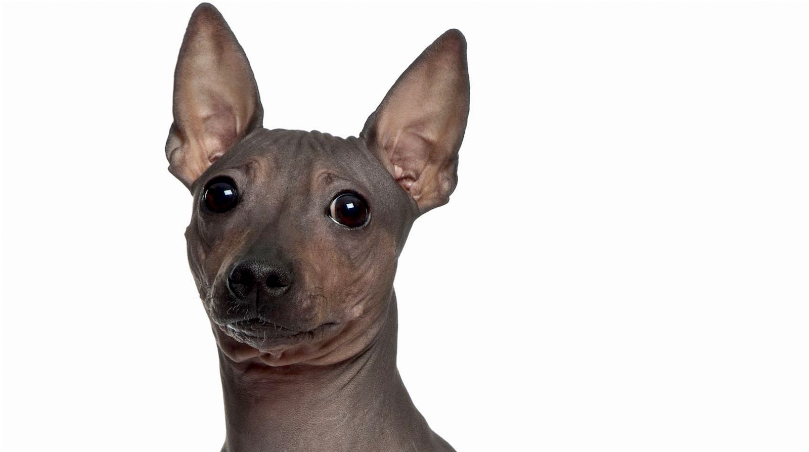 American Hairless Terrier breed profile