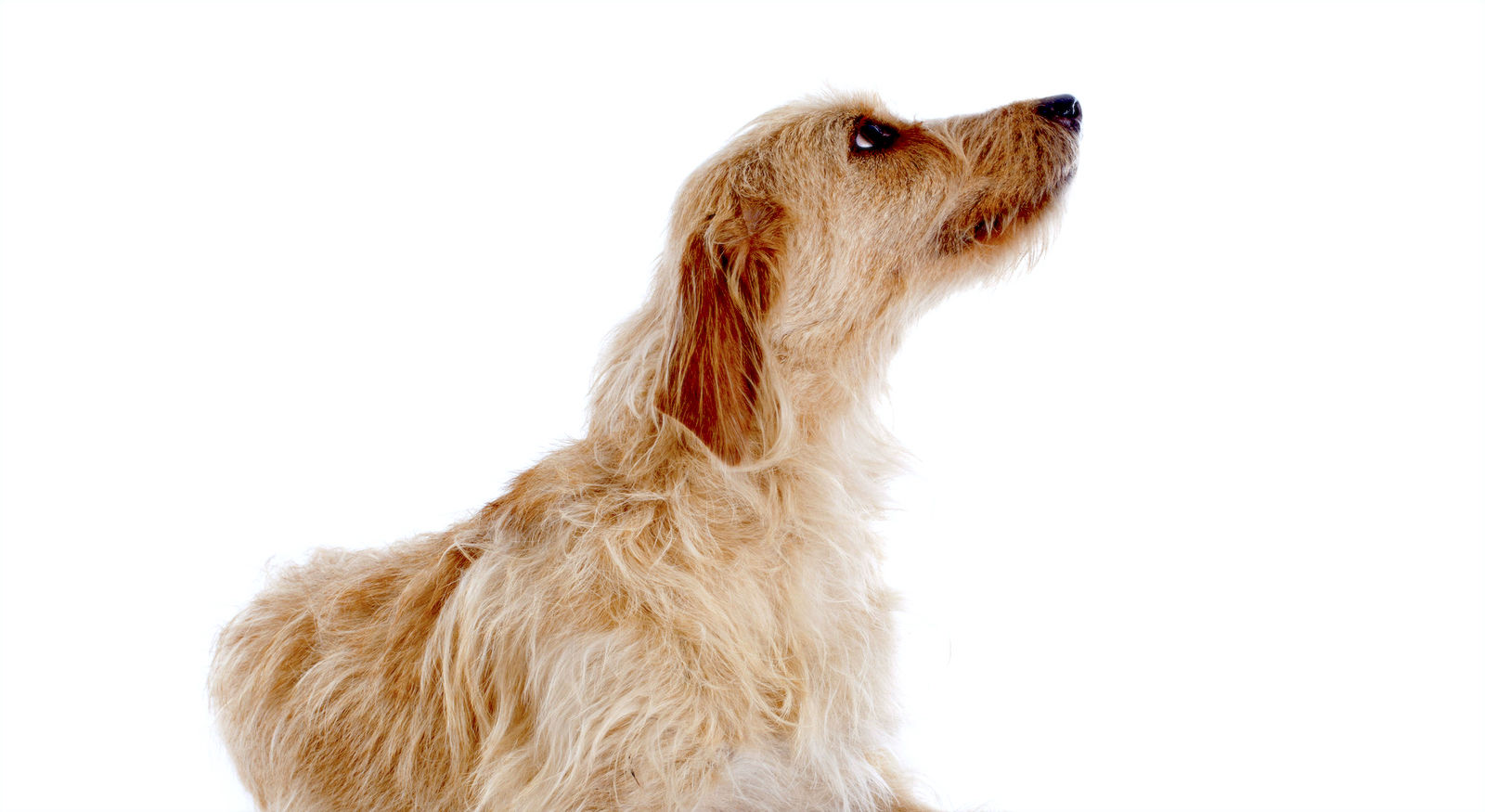 5 Things To Know About Basset Fauve De Bretagne Dogs