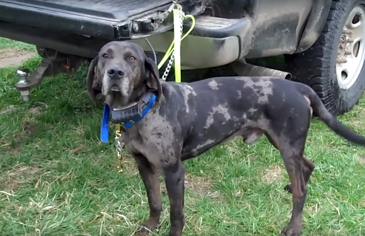 american leopard hound