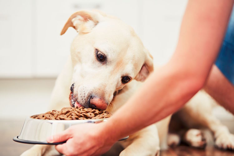 pet food brands never recalled