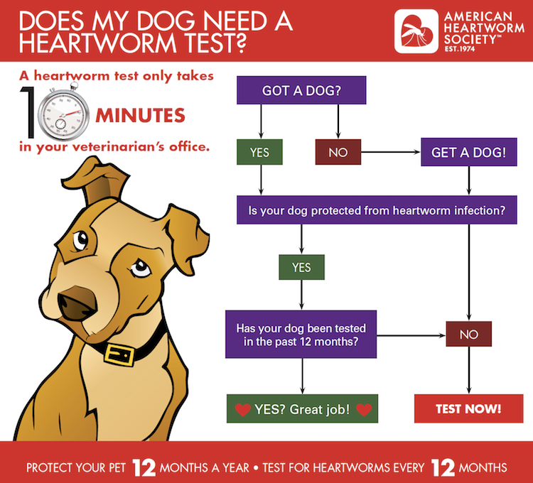 my dog is heartworm positive