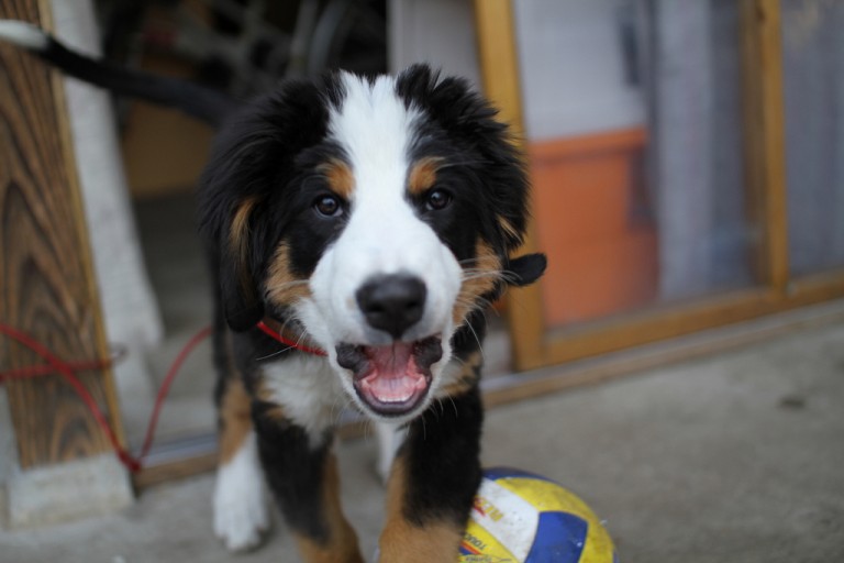 5 Valid Reasons for Denying Pet Adoption: Why NOT to Adopt a Pet