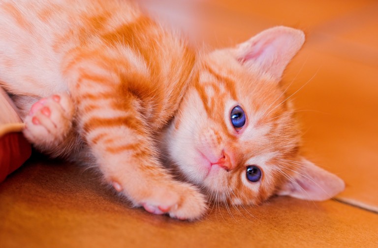 Unveiling the Mystery of Cat Anal Glands: What Every Cat Owner Should Know