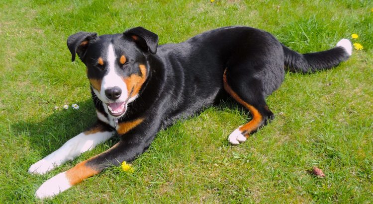 Appenzell Mountain Dog breed profile