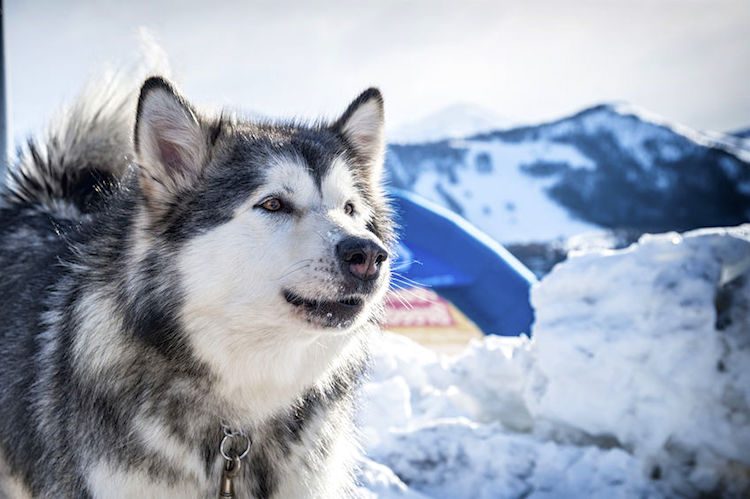 These tough but affectionate dogs thrive in colder climates.