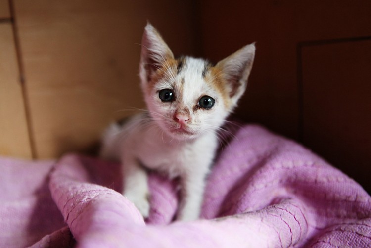 When Cats Reject Their Kittens When Cats Reject Their Kittens