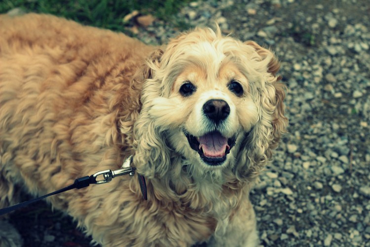 Your Guide to Skin Tags on Dogs - Petful