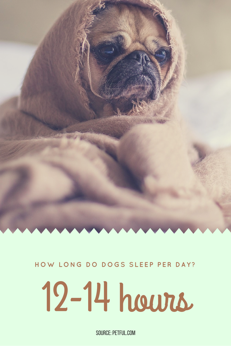 How long do dogs sleep-