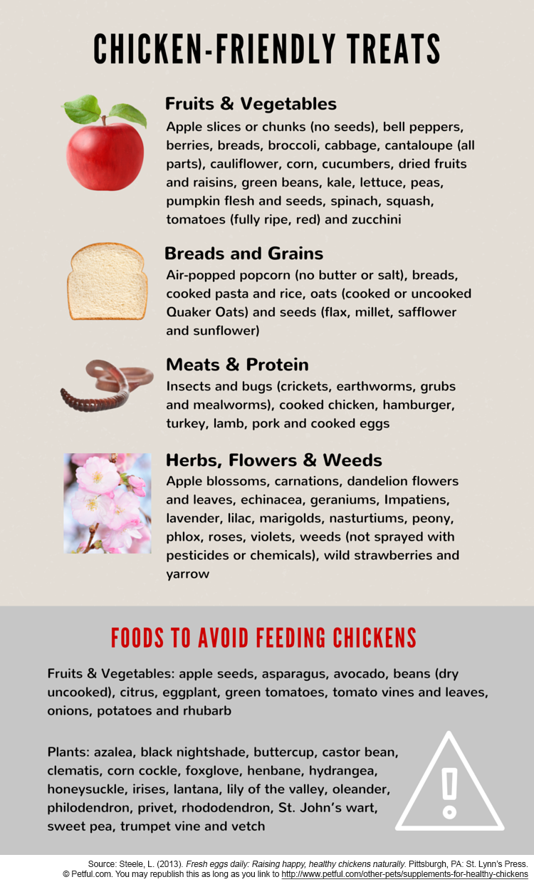 8 Great Supplements for Healthy Chickens, All Year Long