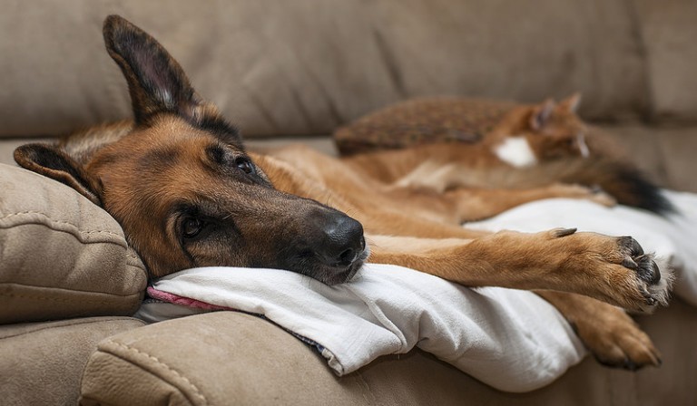 Holding Pet Funeral Services: Honoring Deceased Pets at Home