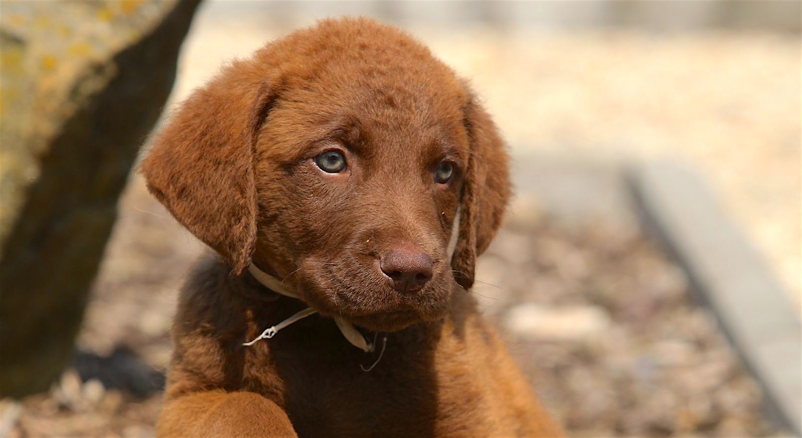 dog breed chesapeake bay retriever