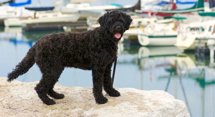 portuguese water dog shedding big dogs