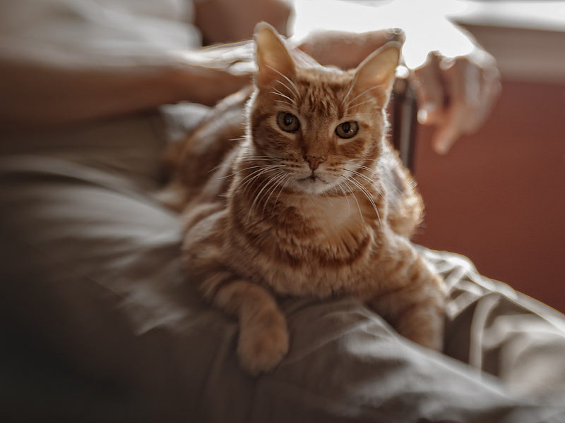 How Much Do Cats Remember? More Than You Might Think.