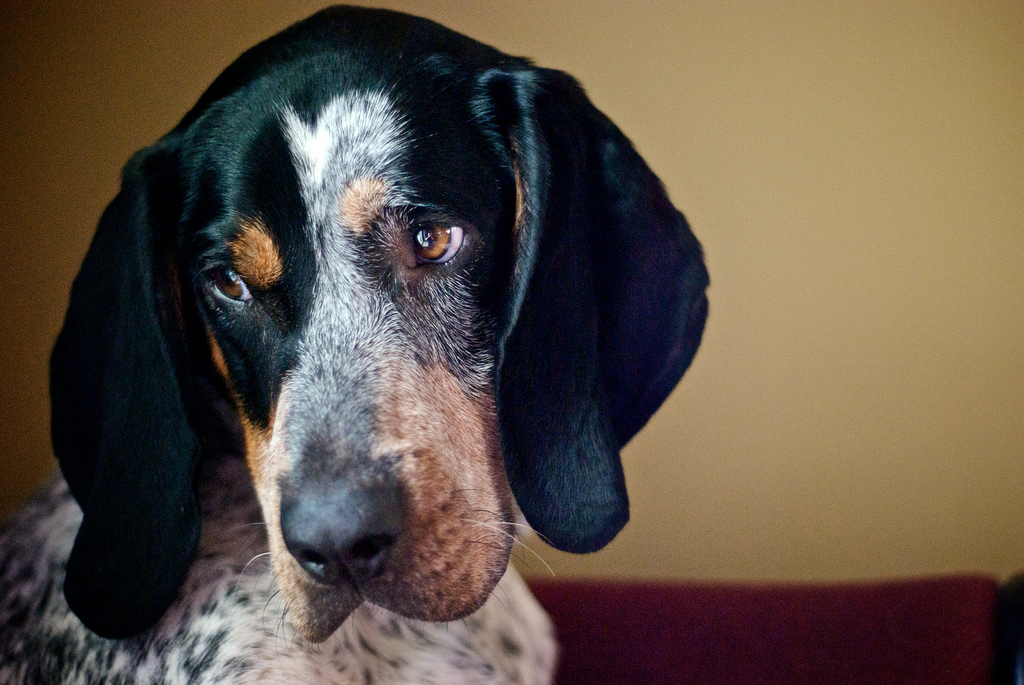 Pet Insurance For Dog Attacks Pet Insurance For Dog Attacks