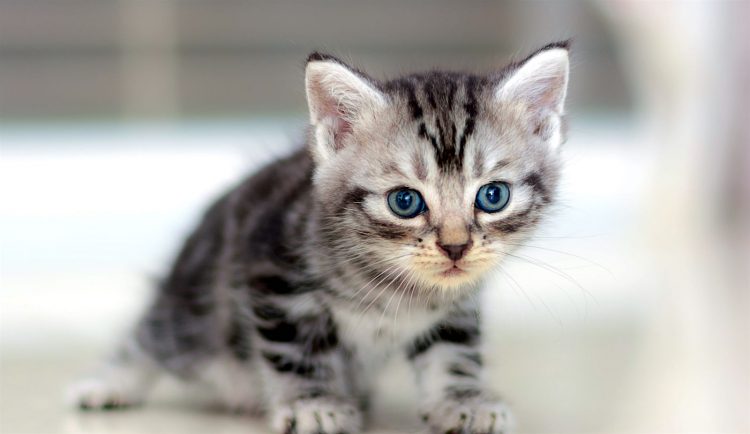 5 Things to Know About American Shorthair Cats - Petful