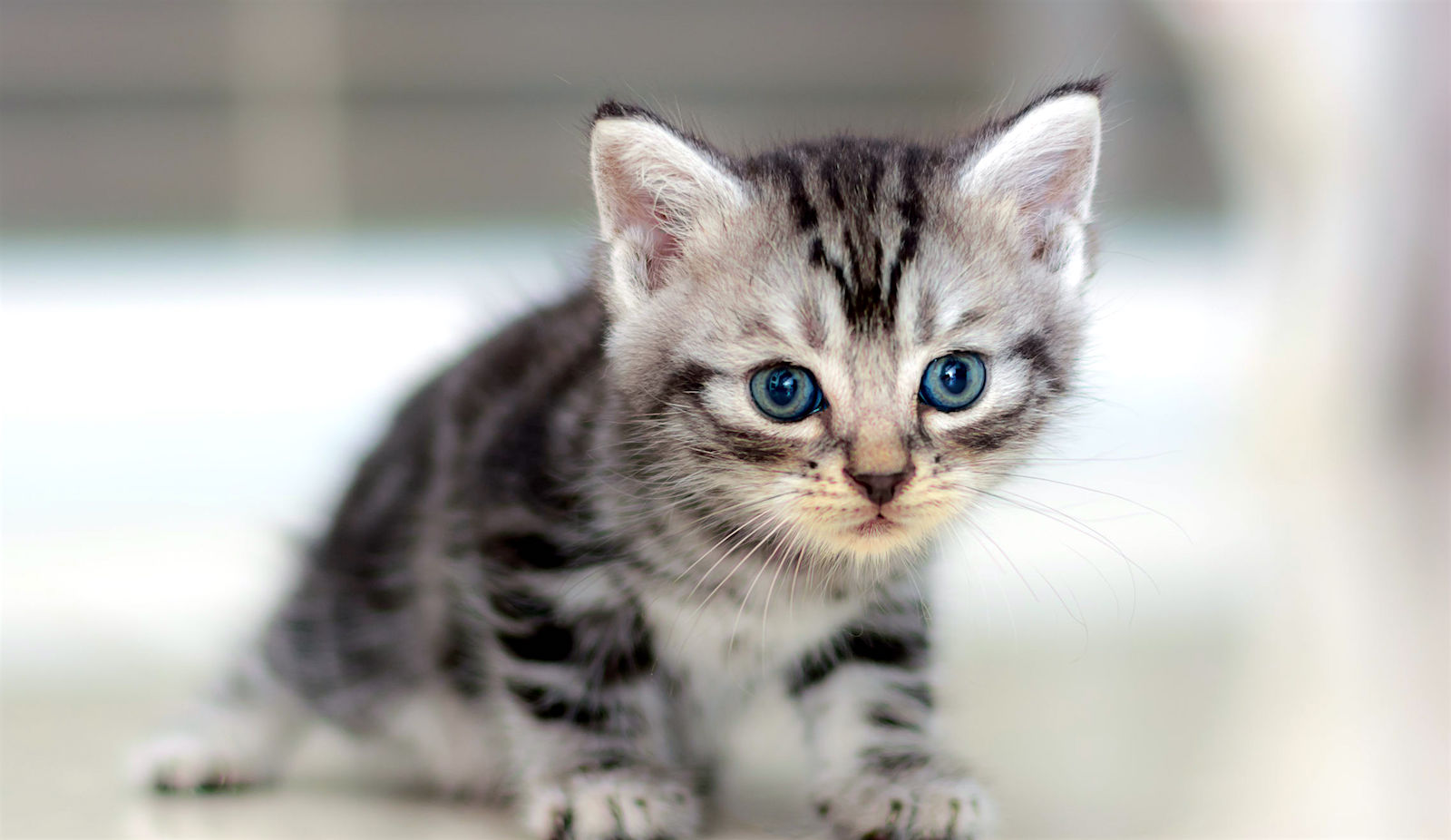 american shorthair cat grey