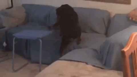 Dog carries food away to couch