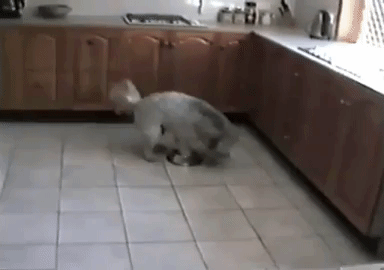Dog kicks metal bowl