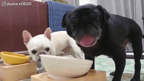 Dog steals other dog's food