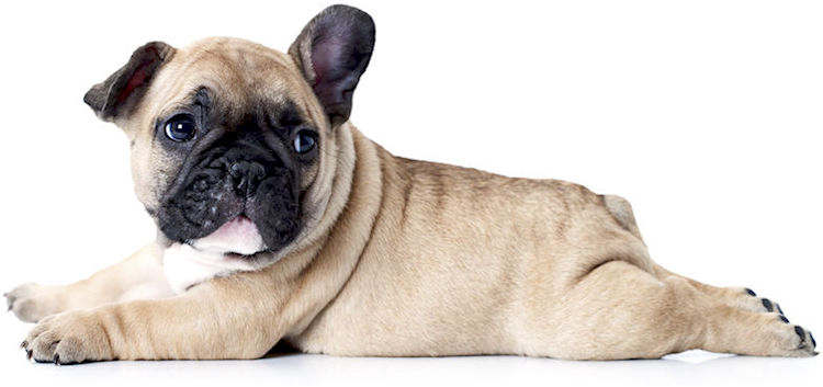 5 Things to Know About French Bulldogs