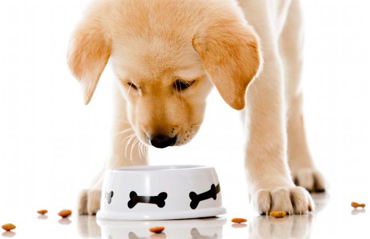 why dog carries food away