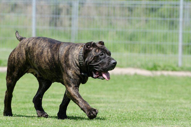 Presa Canario Weight Chart