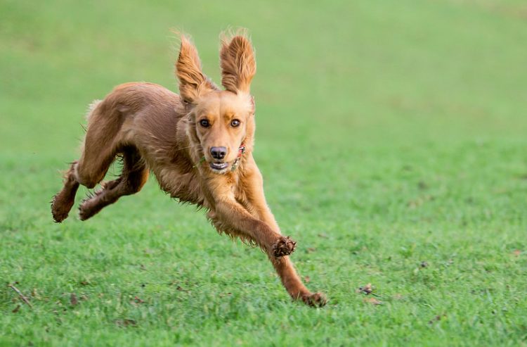 dog ear infection treatment dog ear infection treatment