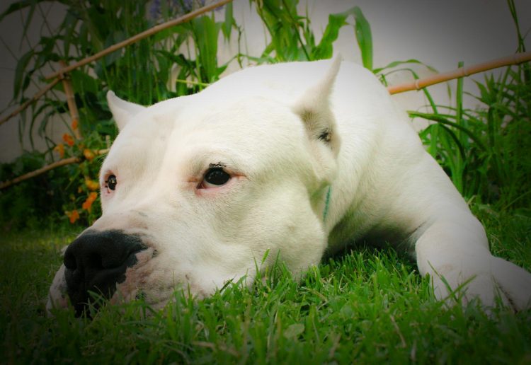 5 Things to Know About the Dogo Argentino