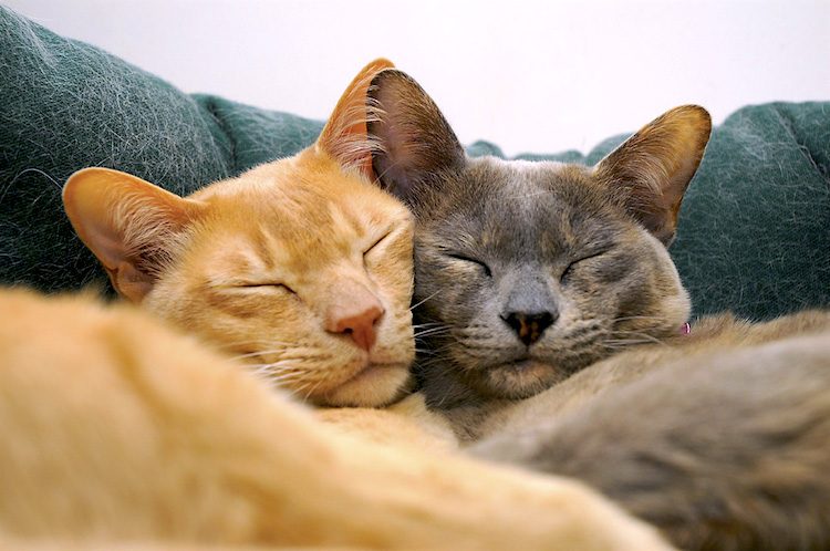 Bonded cats provide company and comfort to each other. By: suetupling