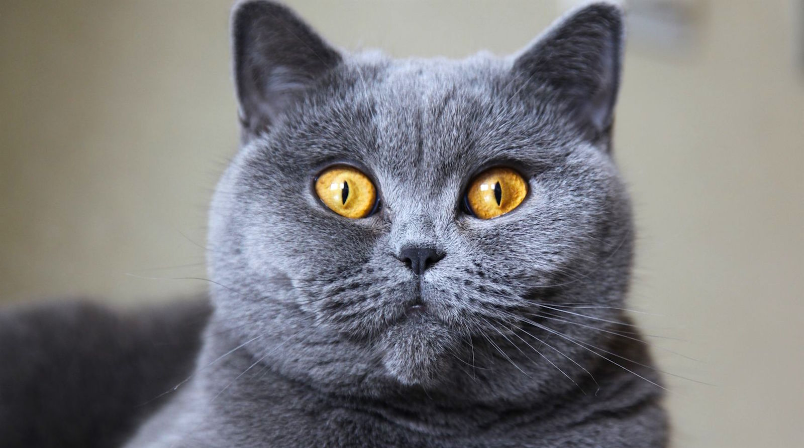5 Things To Know About British Shorthairs