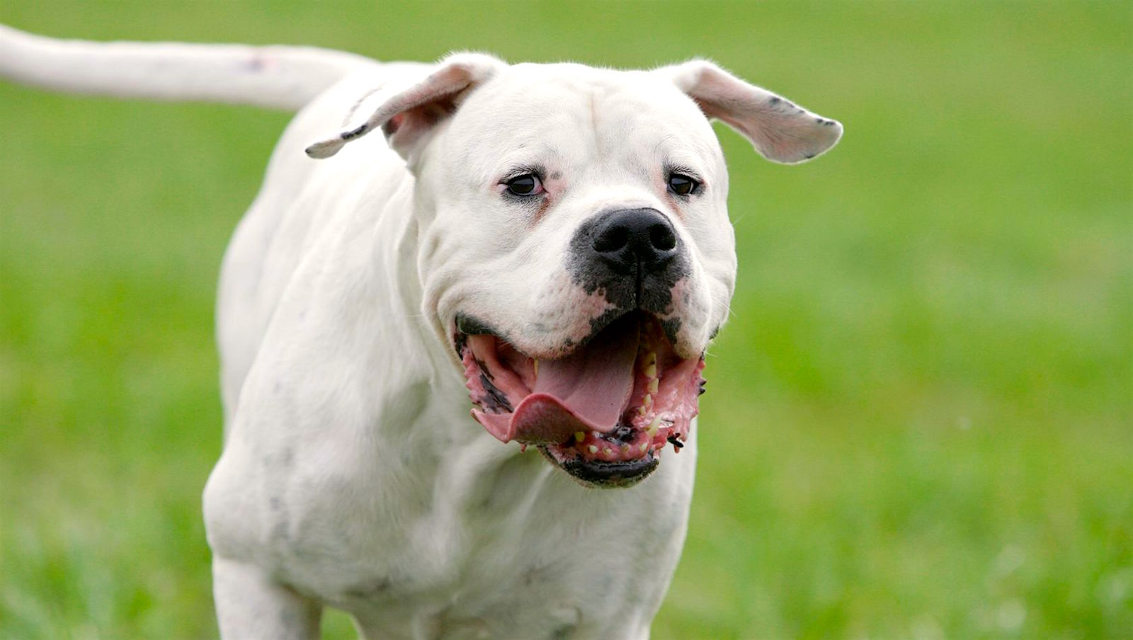 5 Things To Know About The Dogo Argentino