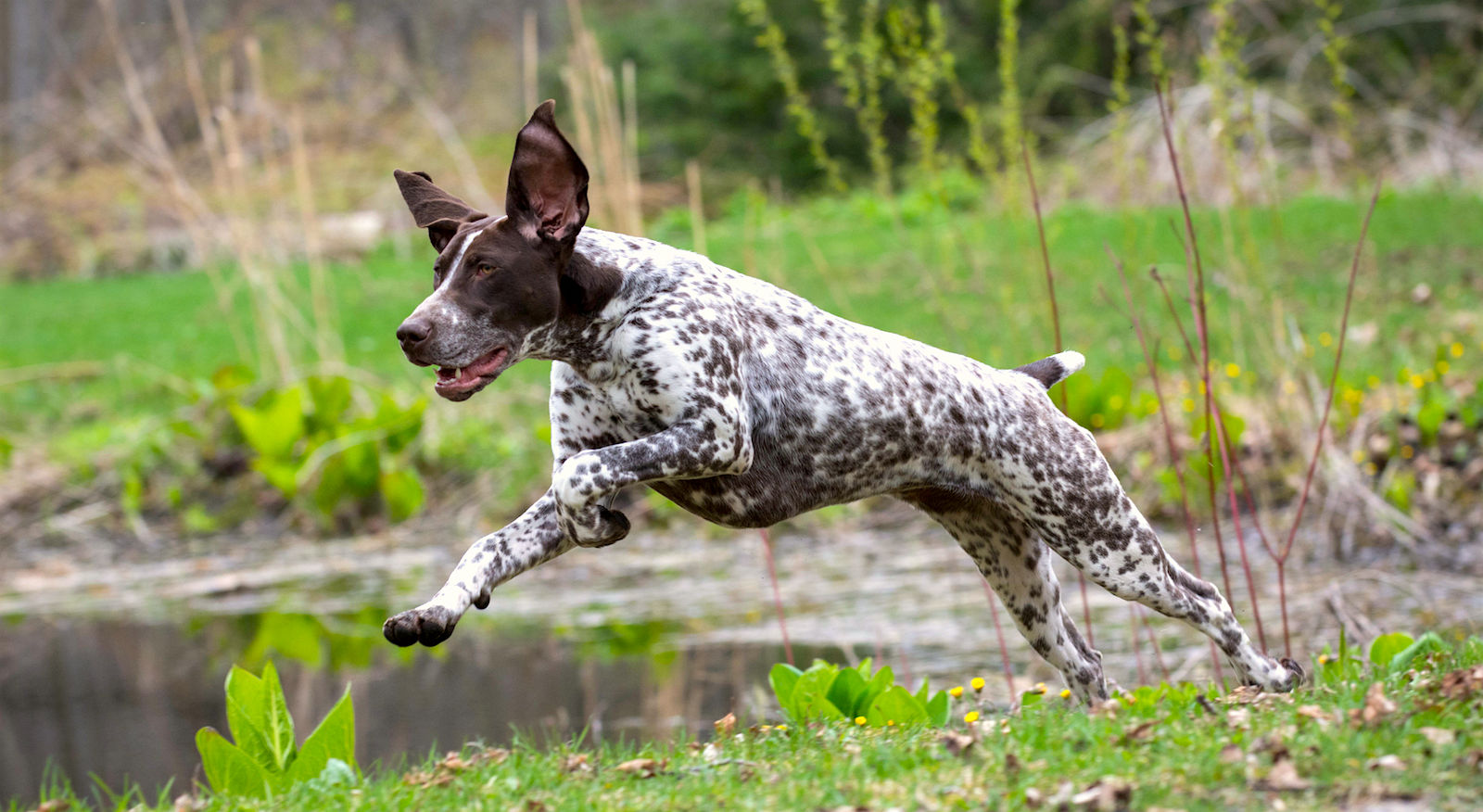 german shorthaired pointer liver and roan