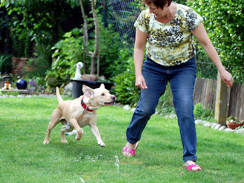3 Common Problems Linked to Dogs Eating Grass: Understanding Health ...