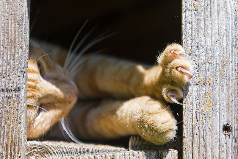 Why Are Veterinarians Still Declawing Cats? Petful