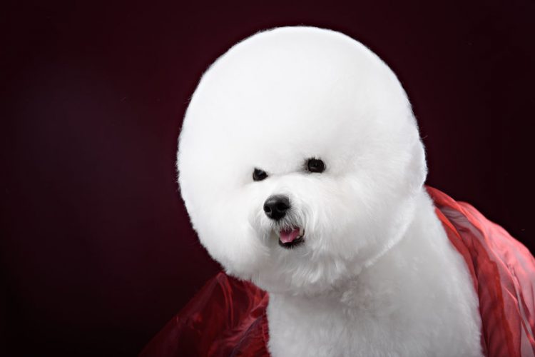 The Bichon's happy personality made it popular. By: brusnik