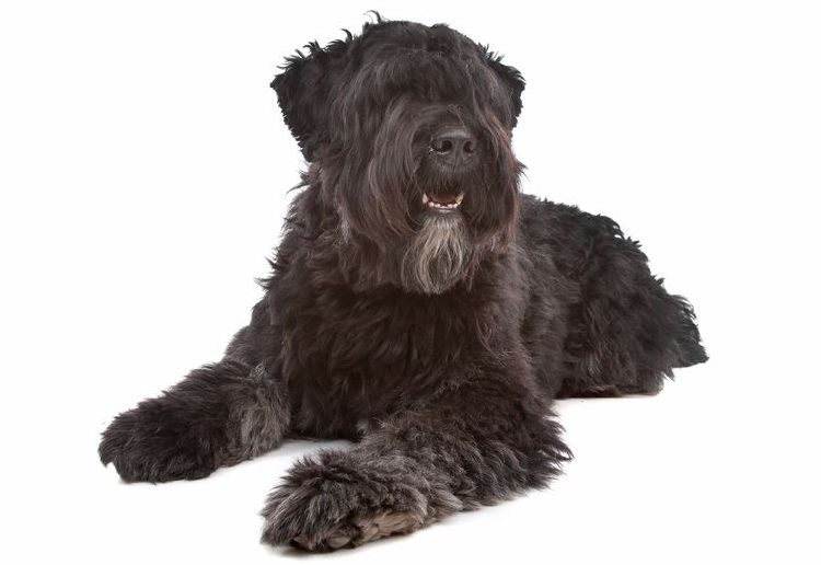 The Bouvier des Flandres was originally bred to be a versatile farm dog. By: Erik Lam