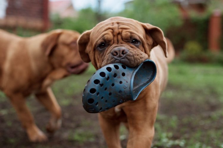 The Dogue de Bordeaux is an old French dog breed with a stocky and powerful body covered with loose skin. By: brusnik