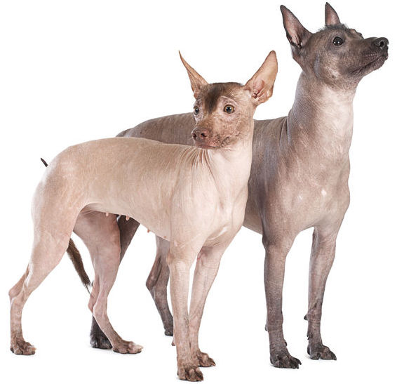 5 Things to Know About the Xoloitzcuintli - Petful
