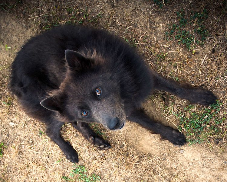 The schipperke's tendency to stand at the front of the boat, alertly scanning the horizon, earned it the nickname “Little Captain." By: Szabolcs Csehak
