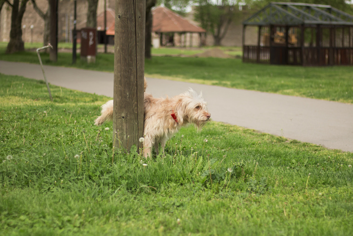 dogs eating grass problem 1 dog peeing in grass