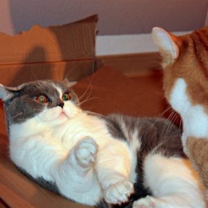 jealous-cats