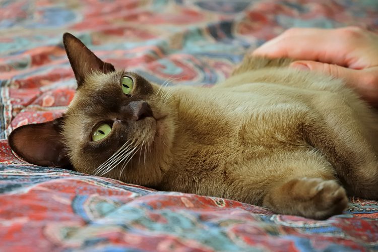 Why Some Cats Attach to Only One Person Why Some Cats Attach to Only One Person