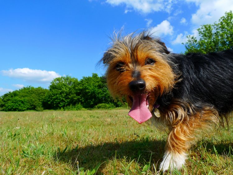 Skin Cysts in Dogs Skin Cysts in Dogs
