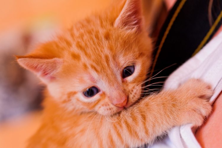 cats attach to only one person cats attach to only one person