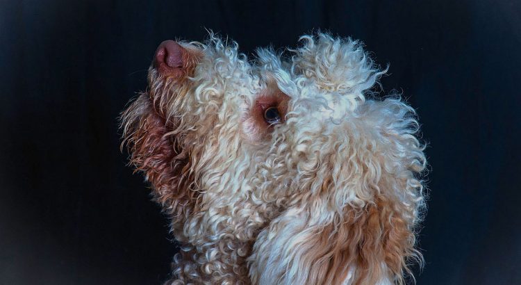 Lagotto Romagnolo 5 Things To Know About This Dog Breed