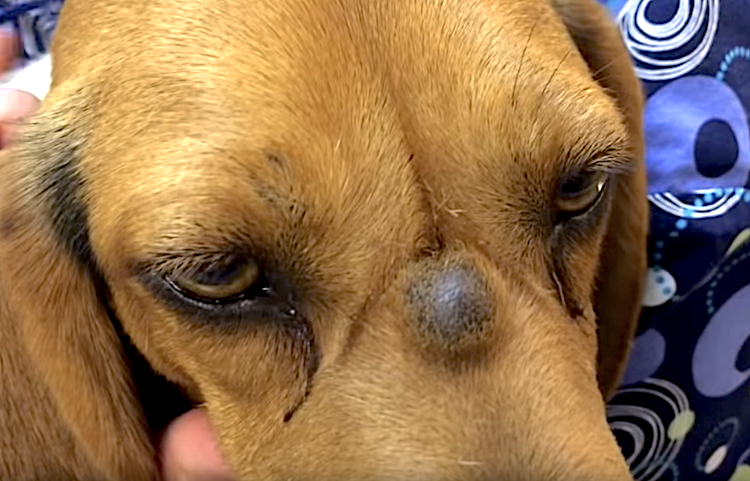 how do you clean a popped cyst on a dog