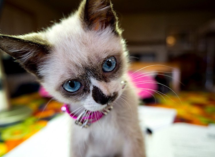 baby siamese cats